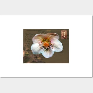 Helleborus on Vintage Postcard Posters and Art